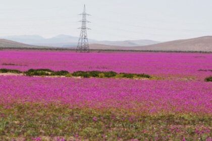El Desierto Florido: cuándo y dónde se espera este fenómeno único
