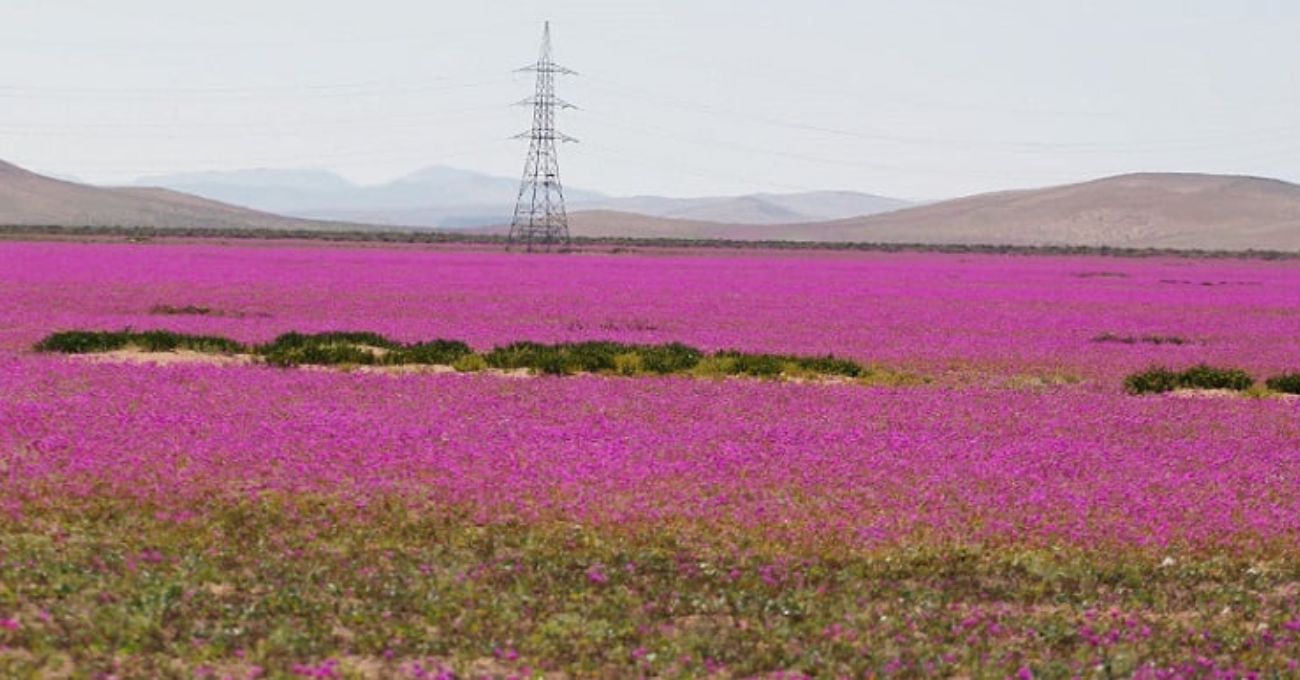 El Desierto Florido: cuándo y dónde se espera este fenómeno único