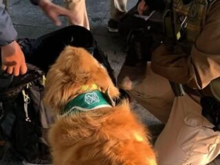 Profesor es detenido con 400 gramos de marihuana en bus rumbo a Puerto Varas: Perro policial detectó la droga
