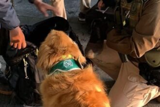 Profesor es detenido con 400 gramos de marihuana en bus rumbo a Puerto Varas: Perro policial detectó la droga
