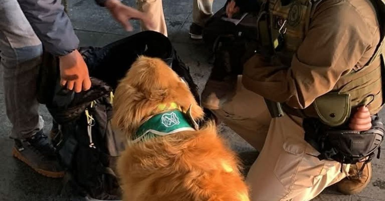Profesor es detenido con 400 gramos de marihuana en bus rumbo a Puerto Varas: Perro policial detectó la droga
