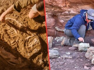 La Universidad de Atacama impartirá la primera carrera de Paleontología en Chile desde 2026