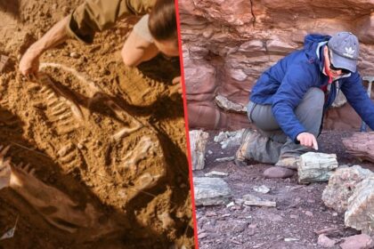 La Universidad de Atacama impartirá la primera carrera de Paleontología en Chile desde 2026