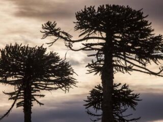 Gobierno confirma que no se talarán araucarias en proyecto vial de La Araucanía
