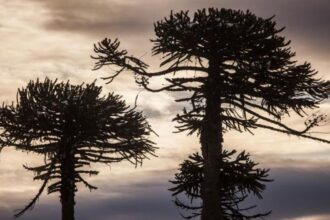 Gobierno confirma que no se talarán araucarias en proyecto vial de La Araucanía