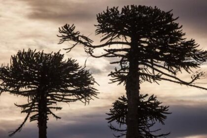 Gobierno confirma que no se talarán araucarias en proyecto vial de La Araucanía