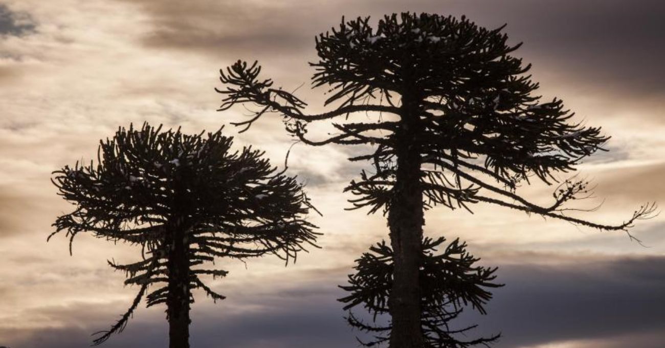 Gobierno confirma que no se talarán araucarias en proyecto vial de La Araucanía